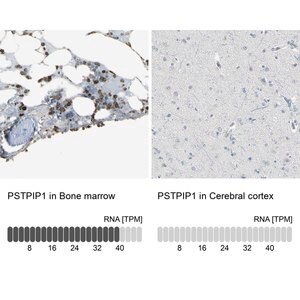 Merck Anti-PSTPIP1 antibody produced in rabbit