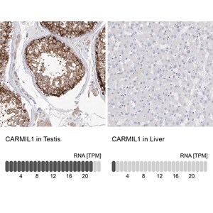 Merck Anti-CARMIL1 antibody produced in rabbit