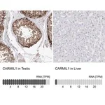 Merck Anti-CARMIL1 antibody produced in rabbit