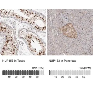Merck Anti-NUP153 antibody produced in rabbit
