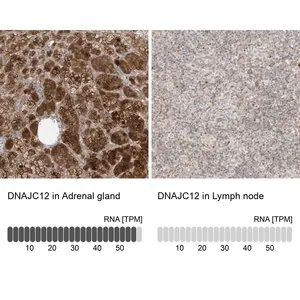 Merck Anti-DNAJC12 antibody produced in rabbit