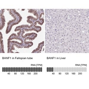 Merck Anti-BANF1 antibody produced in rabbit