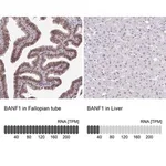 Merck Anti-BANF1 antibody produced in rabbit