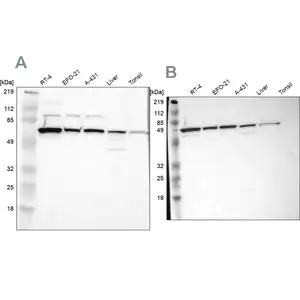 Merck Anti-CKAP4 antibody produced in rabbit
