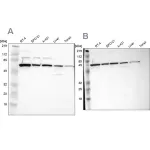 Merck Anti-CKAP4 antibody produced in rabbit