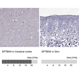 Merck Anti-SPTBN4 antibody produced in rabbit