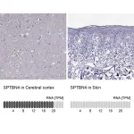 Merck Anti-SPTBN4 antibody produced in rabbit
