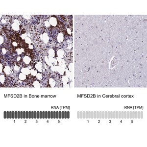 Merck Anti-MFSD2B antibody produced in rabbit