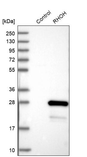 Merck Anti-RHOH antibody produced in rabbit