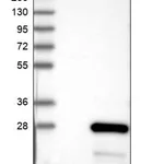 Merck Anti-RHOH antibody produced in rabbit