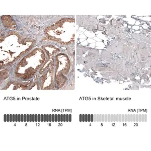 Merck Monoclonal Anti-ATG5 antibody produced in mouse