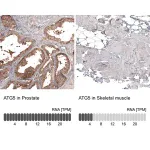 Merck Monoclonal Anti-ATG5 antibody produced in mouse