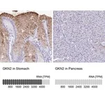 Merck Anti-GKN2 antibody produced in rabbit