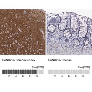 Merck Anti-PANX2 antibody produced in rabbit