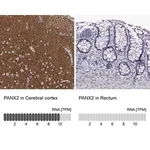 Merck Anti-PANX2 antibody produced in rabbit