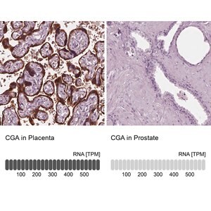 Merck Anti-CGA antibody produced in rabbit