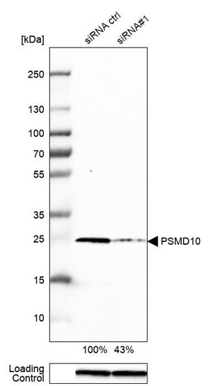 Merck Anti-PSMD10 antibody produced in rabbit