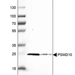 Merck Anti-PSMD10 antibody produced in rabbit