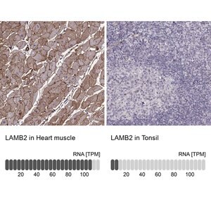 Merck Monoclonal Anti-LAMB2 antibody produced in mouse