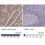 Merck Monoclonal Anti-LAMB2 antibody produced in mouse