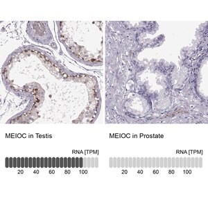 Merck Anti-MEIOC antibody produced in rabbit