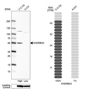 Merck Anti-KHDRBS3 antibody produced in rabbit