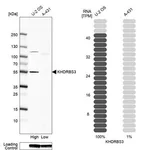 Merck Anti-KHDRBS3 antibody produced in rabbit