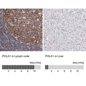 Merck Anti-POLA1 antibody produced in rabbit
