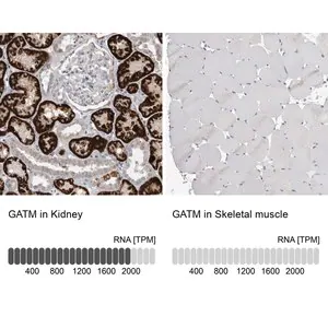 Merck Anti-GATM antibody produced in rabbit