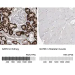 Merck Anti-GATM antibody produced in rabbit