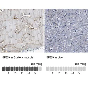 Merck Anti-SPEG antibody produced in rabbit