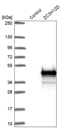 Merck Anti-ZC3H12D antibody produced in rabbit