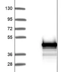 Merck Anti-ZC3H12D antibody produced in rabbit