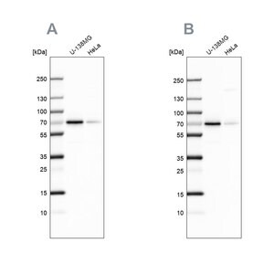 Merck Anti-STAM2 antibody produced in rabbit