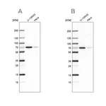 Merck Anti-STAM2 antibody produced in rabbit