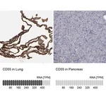 Merck Anti-CD55 antibody produced in rabbit