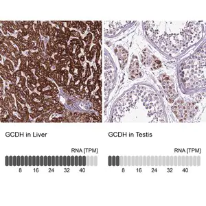 Merck Anti-GCDH antibody produced in rabbit
