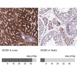 Merck Anti-GCDH antibody produced in rabbit