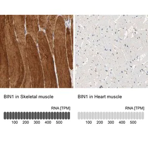 Merck Anti-BIN1 antibody produced in rabbit