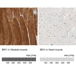 Merck Anti-BIN1 antibody produced in rabbit