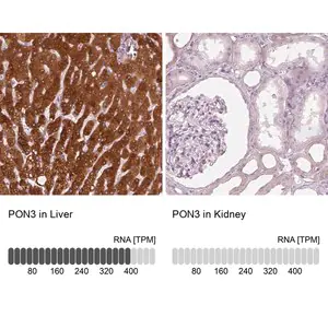 Merck Anti-PON3 antibody produced in rabbit