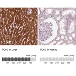 Merck Anti-PON3 antibody produced in rabbit