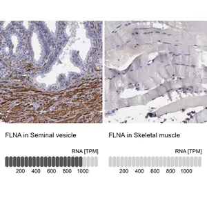 Merck Anti-FLNA antibody produced in rabbit