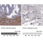 Merck Anti-FLNA antibody produced in rabbit