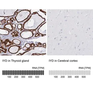 Merck Anti-IYD antibody produced in rabbit