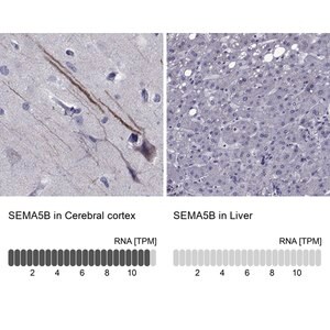 Merck Anti-SEMA5B antibody produced in rabbit