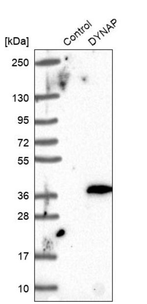 Merck Anti-DYNAP antibody produced in rabbit
