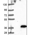 Merck Anti-DYNAP antibody produced in rabbit
