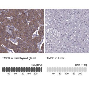 Merck Anti-TMC3 antibody produced in rabbit
