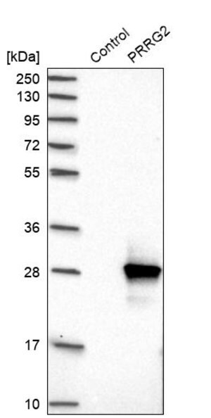 Merck Anti-PRRG2 antibody produced in rabbit